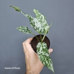 Schismatoslottis sp. Thailand