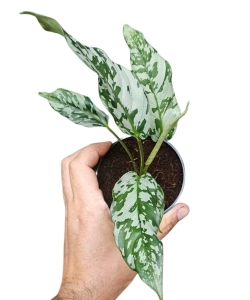  Schismatoslottis sp. Thailand 