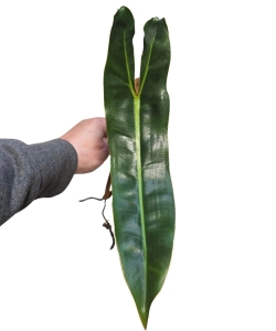 Philodendron billietiae - cięty szczyt