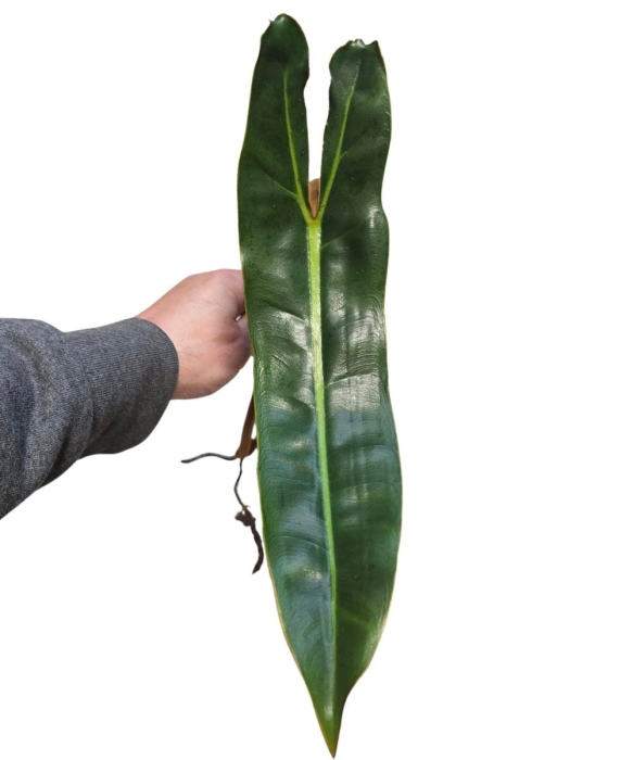Philodendron billietiae - cięty szczyt
