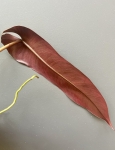 Philodendron Atabapoense M