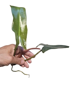 Philodendron Atabapoense - cięty szczyt