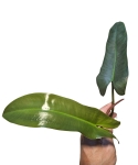 Philodendron Atabapoense - cięty szczyt