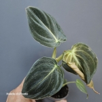 Philodendron melanochrysum - S