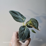 Philodendron melanochrysum - S