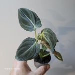Philodendron melanochrysum - S