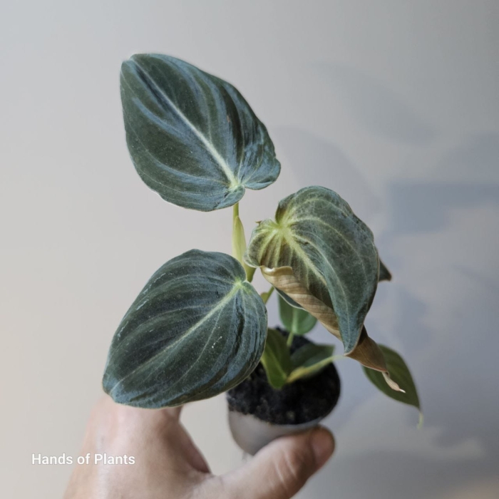 Philodendron melanochrysum - S