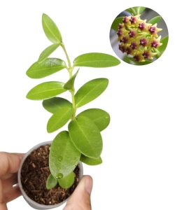 Hoya cumingiana S