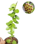 Hoya cumingiana