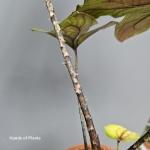 Cytrosperma Johnstonii