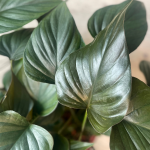 Homalomena Rubescens 'Black Emerald'