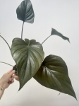 Homalomena Rubescens 'Black Emerald'