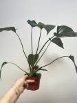 Homalomena Rubescens 'Black Emerald'