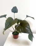 Homalomena Rubescens 'Black Emerald'