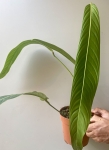 Philodendron heterocraspedon