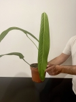 Philodendron heterocraspedon
