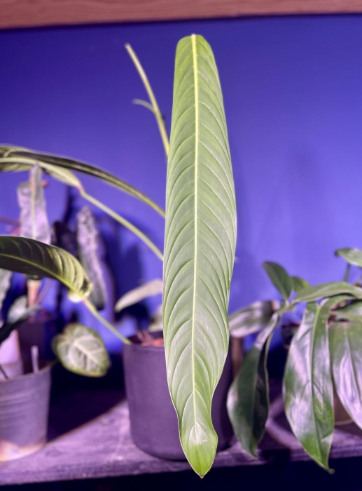 Philodendron heterocraspedon