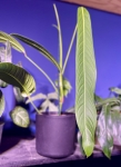 Philodendron heterocraspedon