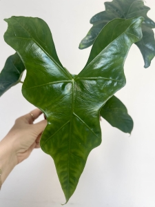 Alocasia Nycteris Batwing