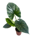 Alocasia Lukiwan