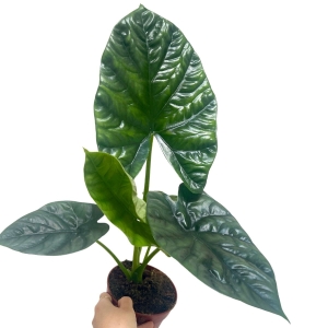 Alocasia Lukiwan