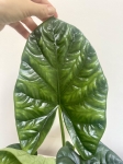 Alocasia Lukiwan