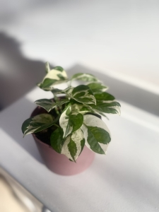 Epipremnum  Glacier s