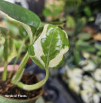 Epipremnum Glacier s