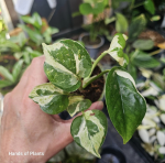 Epipremnum Glacier s
