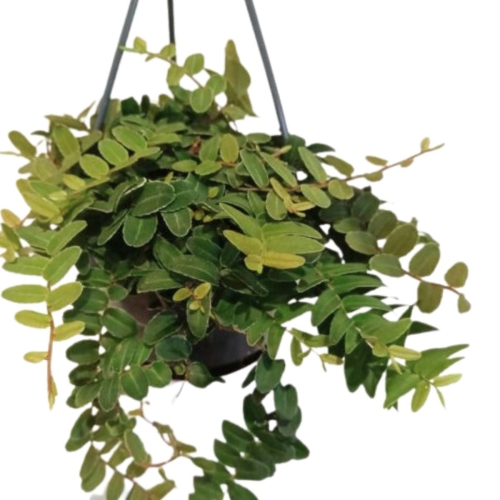 Marcgravia Umbullata