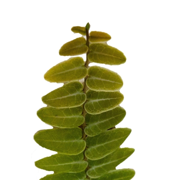 Marcgravia Umbullata