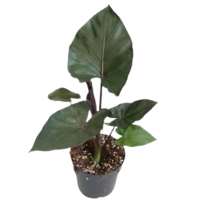 Alocasia Metalhead