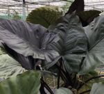 Alocasia Metalhead - starsze rośliny
