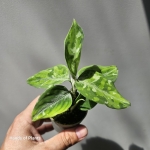Aglaonema pictum Tricolor 1.jpg