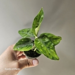Aglaonema pictum Tricolor 2.jpg