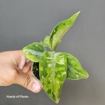 Aglaonema pictum Tricolor 3.jpg