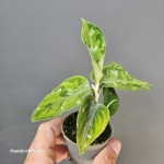 Aglaonema pictum Tricolor 4.jpg