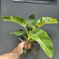 Philodendron giganteum Blizzard 1.jpg