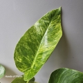 Philodendron giganteum Blizzard 2.jpg
