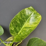 Philodendron giganteum Blizzard 3.jpg