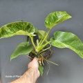 Philodendron giganteum Blizzard 4.jpg