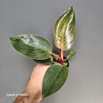 Philodendron Birkin Pink