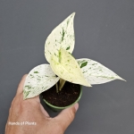 Epipremnum Snow Queen