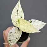 Epipremnum Snow Queen