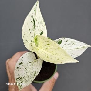Epipremnum Snow Queen 