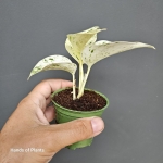 Epipremnum Snow Queen