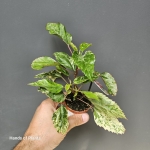 Hibiscus rosa-sin. variegata