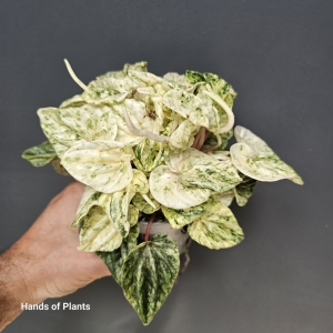 Peperomia variegata 'Bueos Aires'