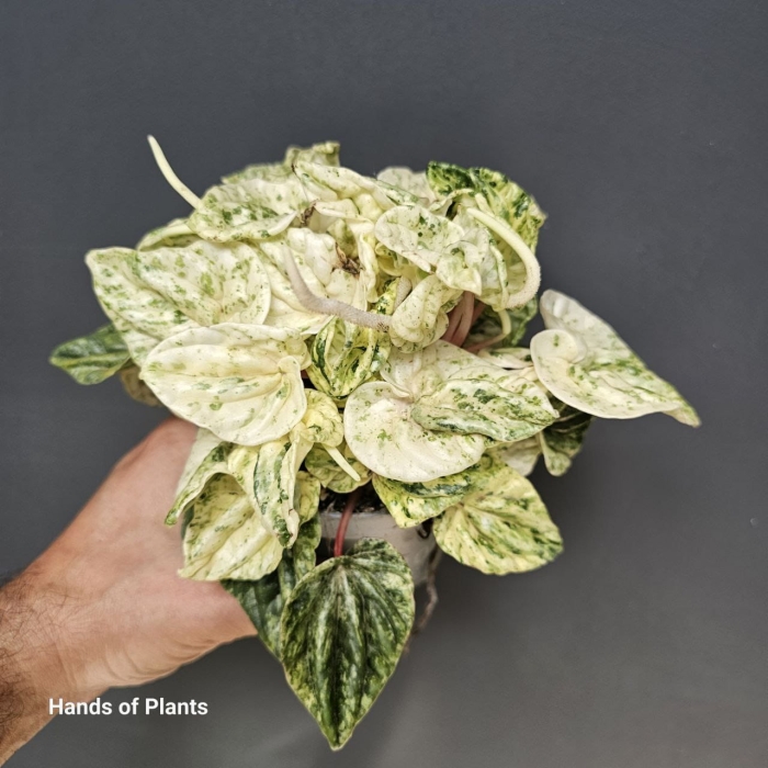 Peperomia variegata 'Bueos Aires'