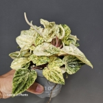 Peperomia variegata 'Bueos Aires'
